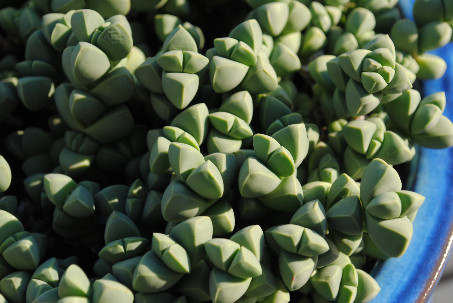 Sterling silver succulent castings (Lot C)