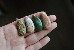33 x 15mm comma Ocean Jasper cabochons