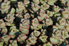 Sterling silver succulent castings (Lot B)