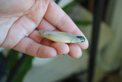 Ocean Jasper carved bird (Large D)