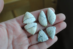 Dalmatian opal cabochons