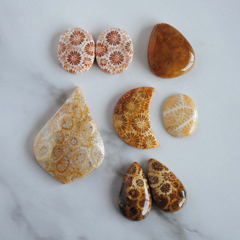 Fossilized coral cabochons