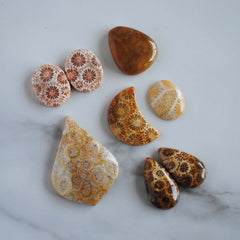 Fossilized coral cabochons