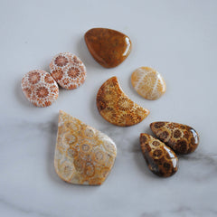 Fossilized coral cabochons