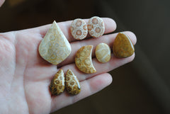 Fossilized coral cabochons