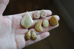 Fossilized coral cabochons