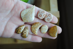 Fossilized coral cabochons