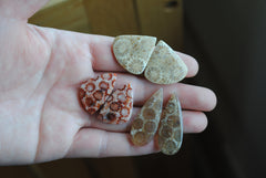 Fossilized coral cabochon pairs