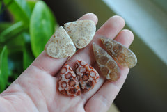 Fossilized coral cabochon pairs