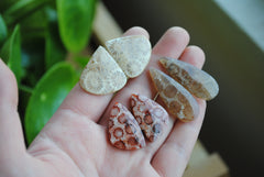 Fossilized coral cabochon pairs