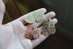 Fossilized coral cabochon pairs