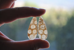 Fossilized coral cabochon pairs