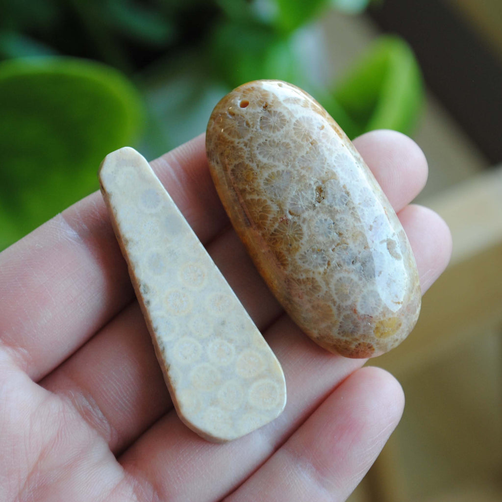 Fossilized coral beads