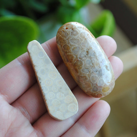 Fossilized coral beads