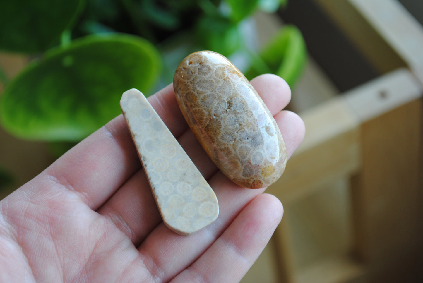 Fossilized coral beads