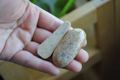 Fossilized coral beads
