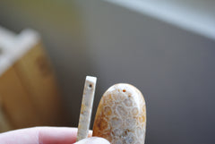Fossilized coral beads