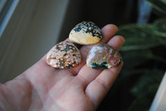 30mm trillion Ocean Jasper cabochons (Lot ee)
