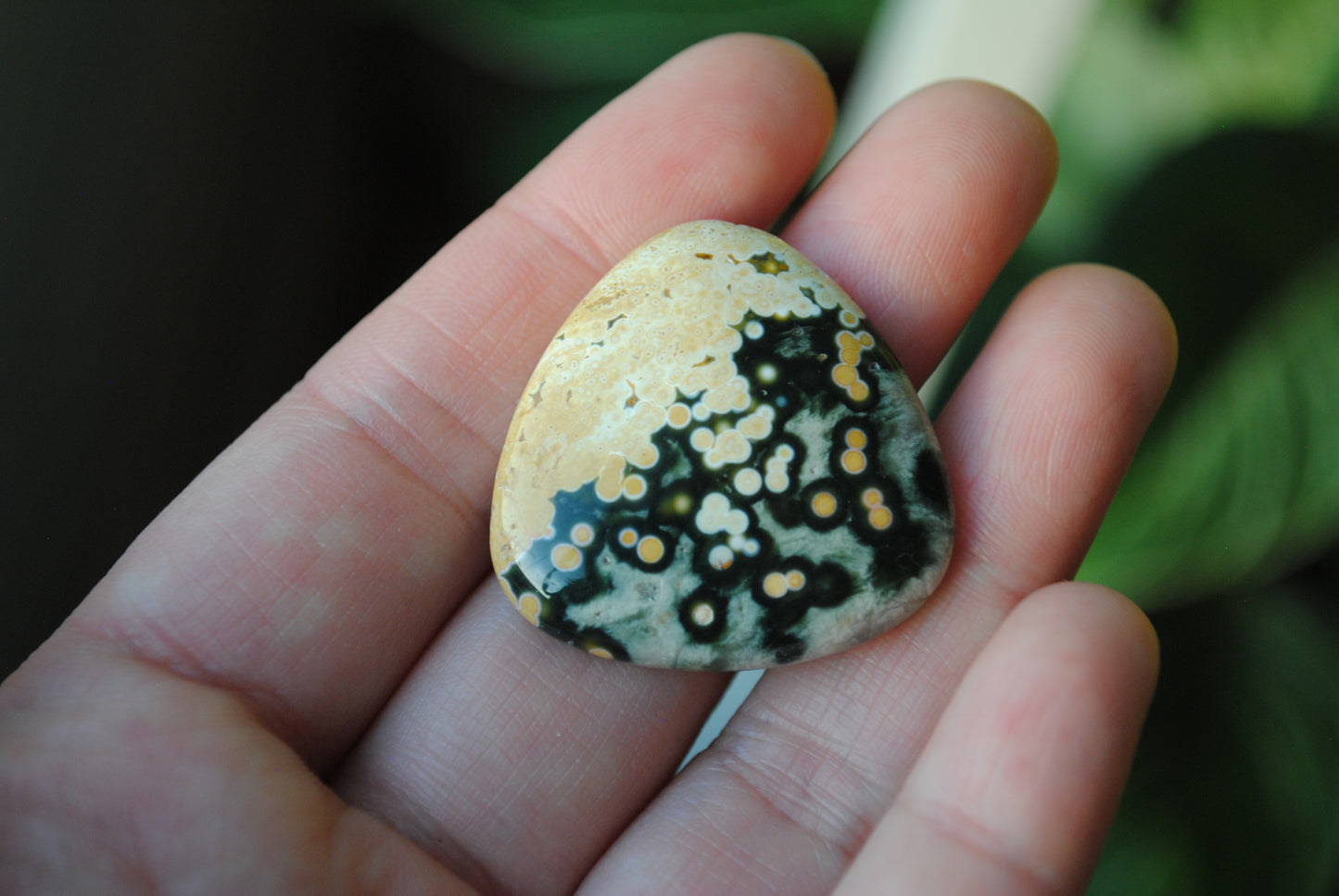 30mm trillion Ocean Jasper cabochons (Lot ee)