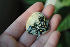 30mm trillion Ocean Jasper cabochons (Lot ee)