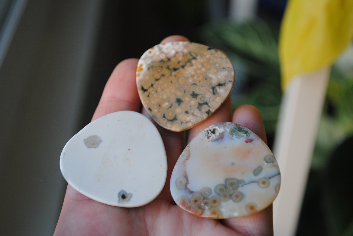 35mm trillion Ocean Jasper cabochons (Lot aaa)