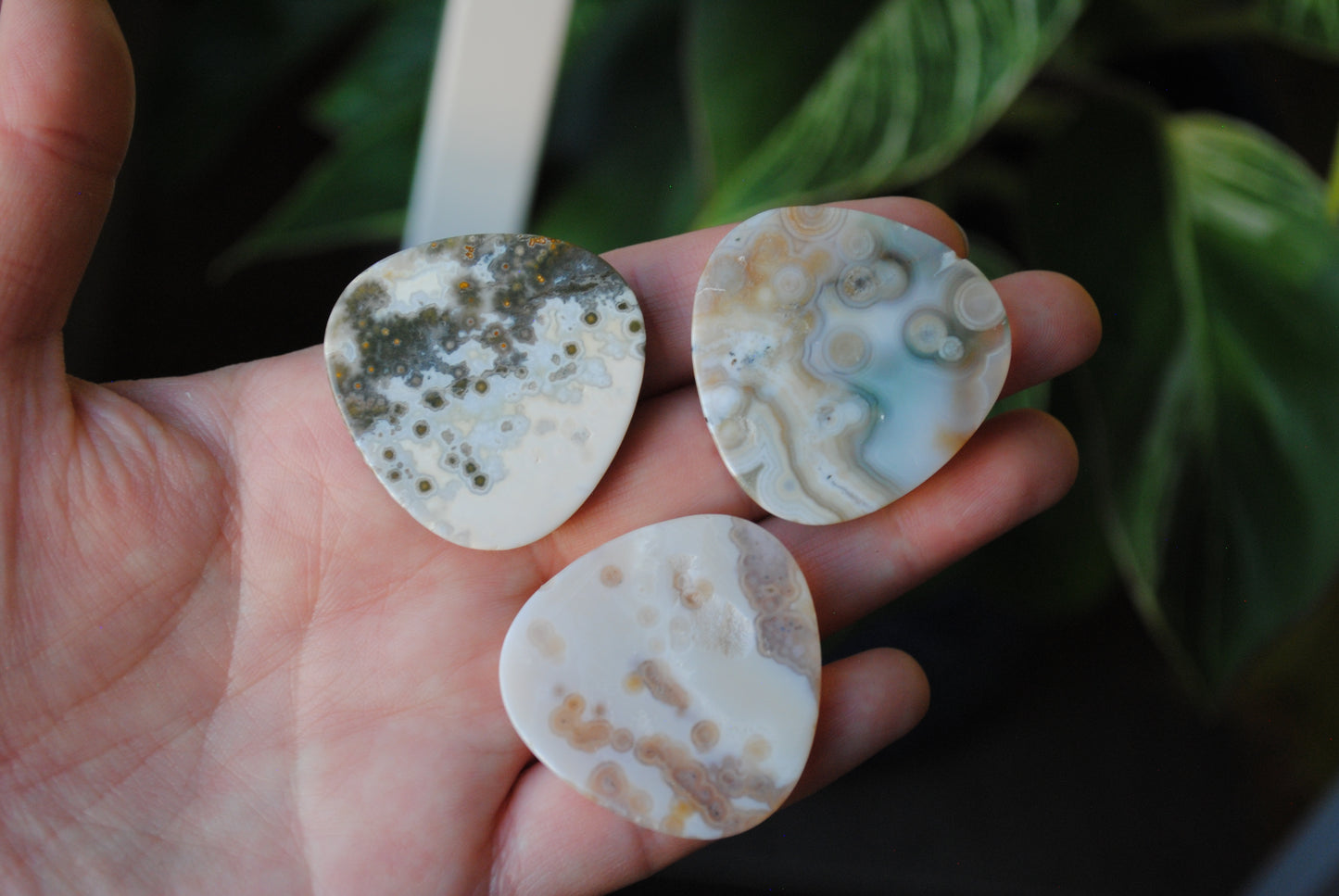 35mm trillion Ocean Jasper cabochons (Lot bbb)