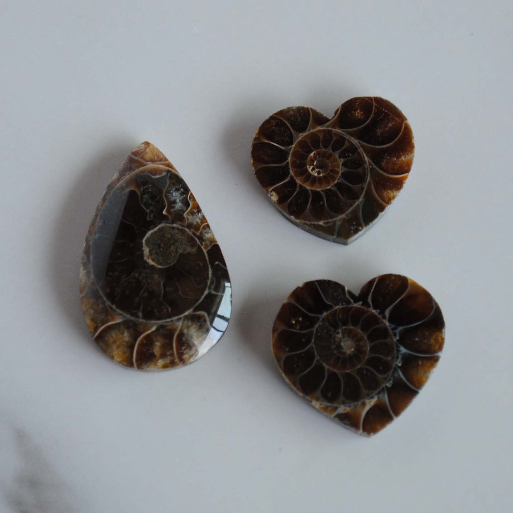 Ammonite cabochons