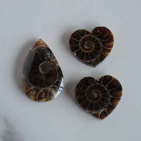 Ammonite cabochons