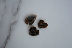 Ammonite cabochons