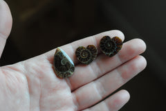 Ammonite cabochons