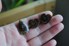 Ammonite cabochons