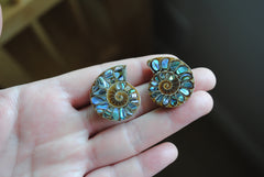 Ammonite fossils with abalone shell inlay