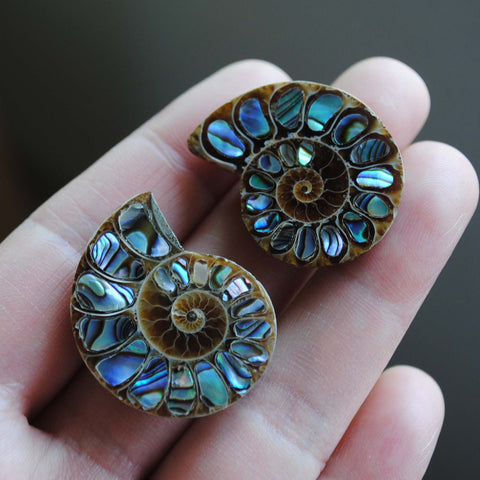 Ammonite fossils with abalone shell inlay