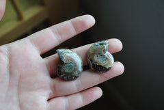 Ammonite fossils with abalone shell inlay