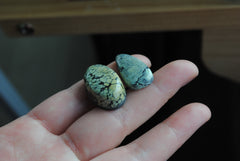 Tree Frog Variscite cabochons