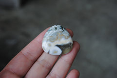 Trillion Ocean Jasper cab