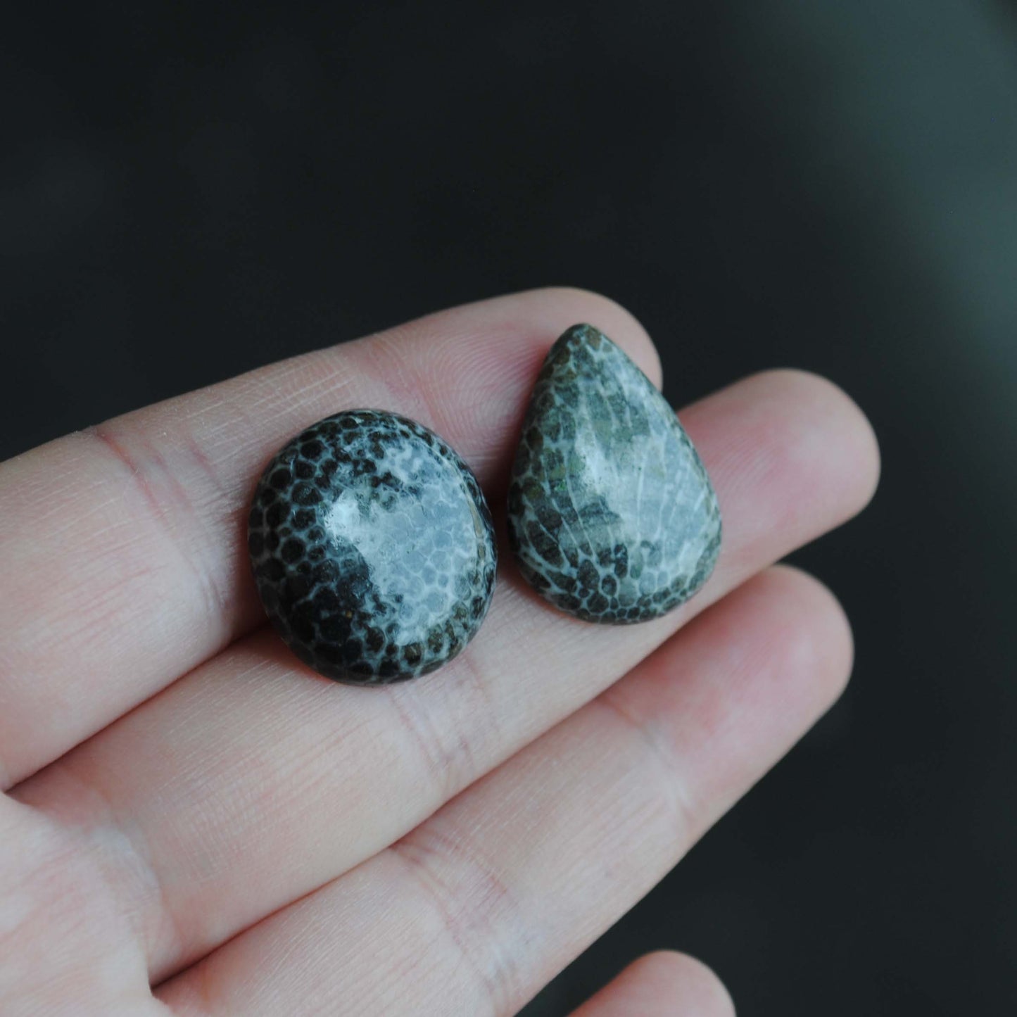 Fossil coral cabochons