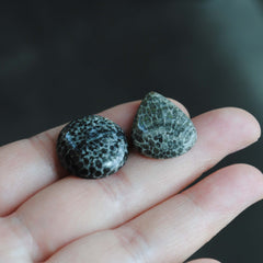 Fossil coral cabochons