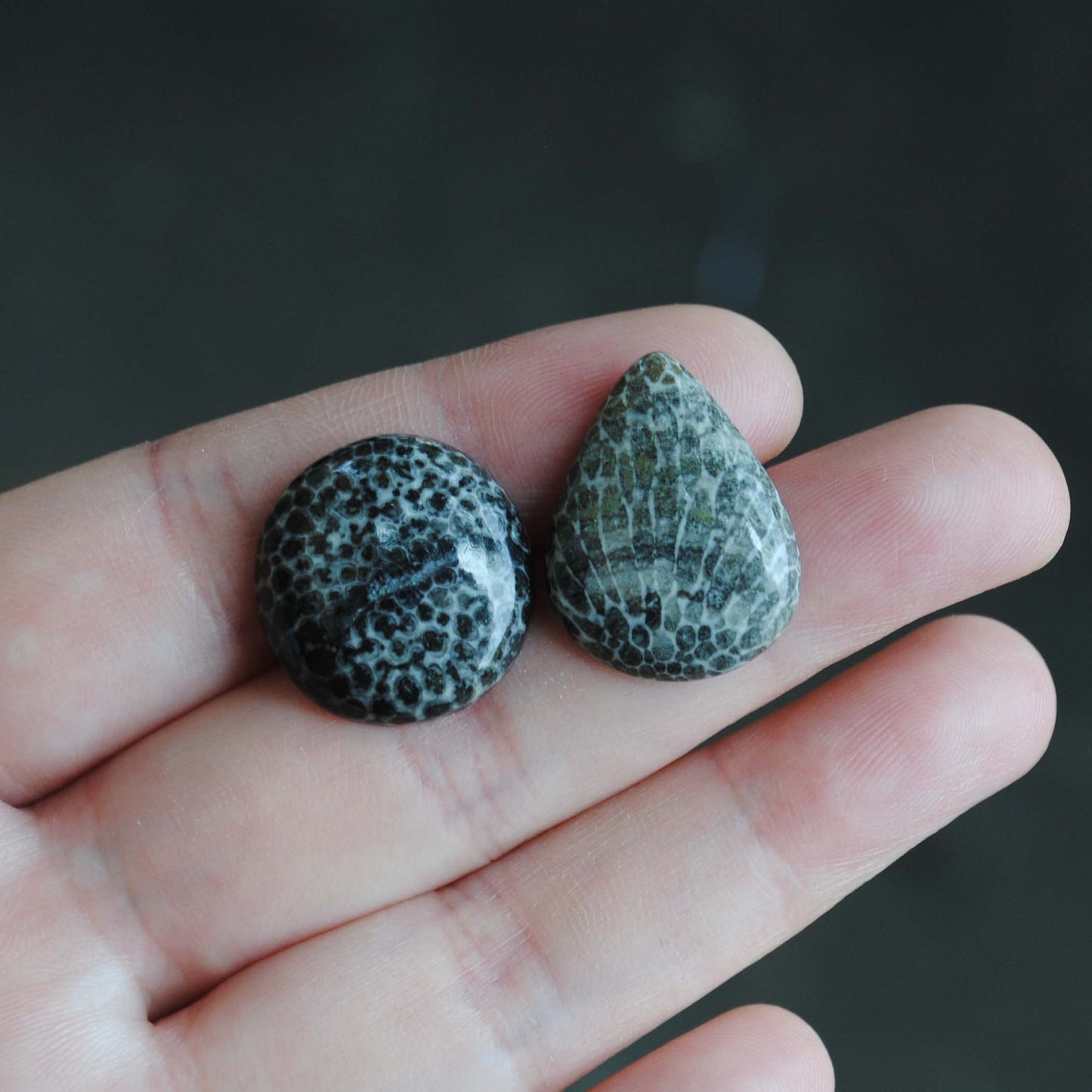 Fossil coral cabochons